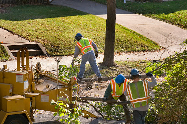 How Our Tree Care Process Works  in Ansonia, CT